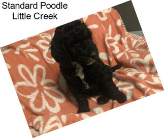 Standard Poodle Little Creek