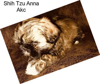 Shih Tzu Anna Akc