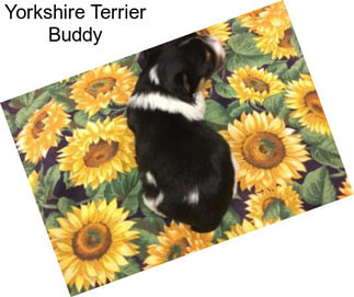 Yorkshire Terrier Buddy