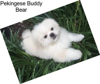 Pekingese Buddy Bear