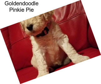 Goldendoodle Pinkie Pie