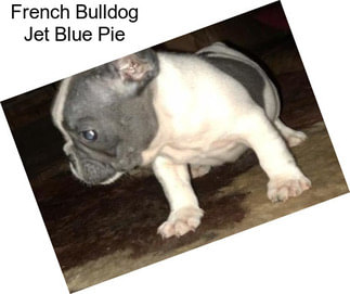 French Bulldog Jet Blue Pie