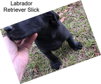 Labrador Retriever Slick