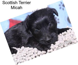 Scottish Terrier Micah