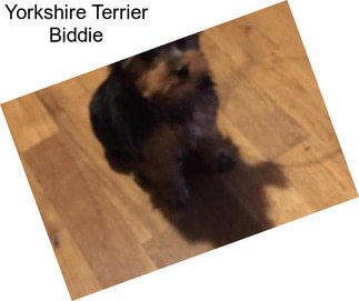 Yorkshire Terrier Biddie