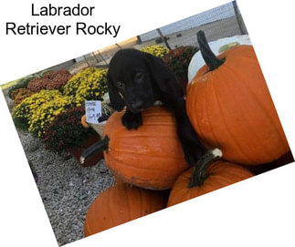 Labrador Retriever Rocky