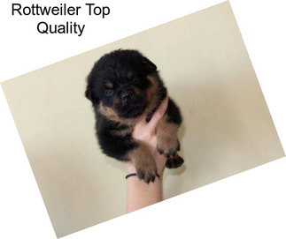 Rottweiler Top Quality
