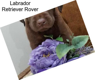 Labrador Retriever Rover