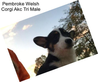 Pembroke Welsh Corgi Akc Tri Male