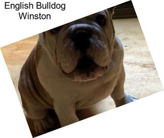 English Bulldog Winston