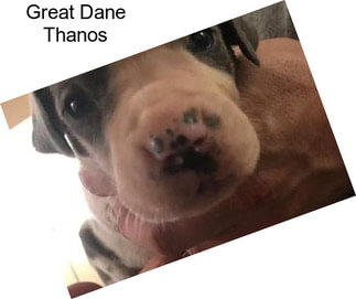 Great Dane Thanos