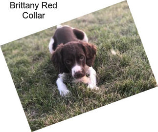 Brittany Red Collar