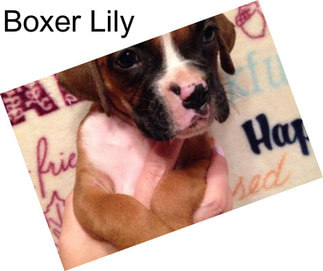 Boxer Lily