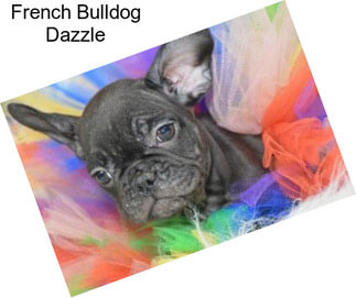 French Bulldog Dazzle