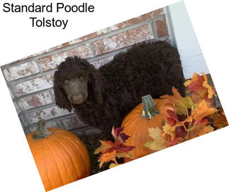 Standard Poodle Tolstoy