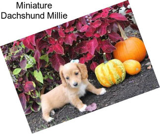 Miniature Dachshund Millie
