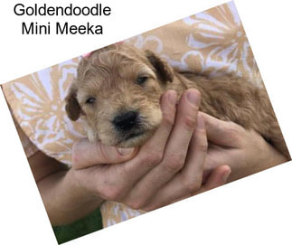 Goldendoodle Mini Meeka