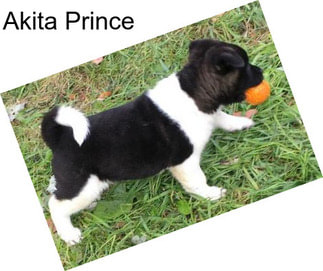 Akita Prince