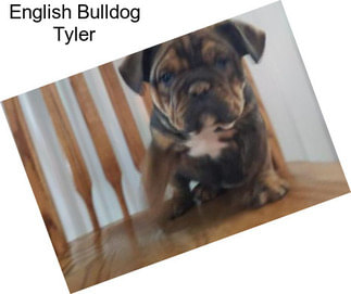 English Bulldog Tyler