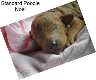 Standard Poodle Noel