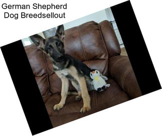 German Shepherd Dog Breedsellout