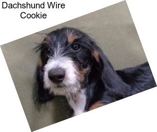 Dachshund Wire Cookie