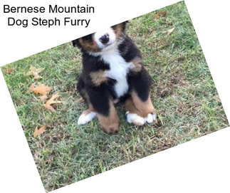 Bernese Mountain Dog Steph Furry