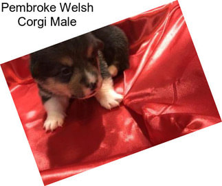 Pembroke Welsh Corgi Male