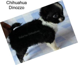 Chihuahua Dinozzo