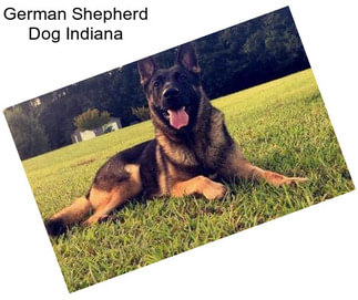 German Shepherd Dog Indiana