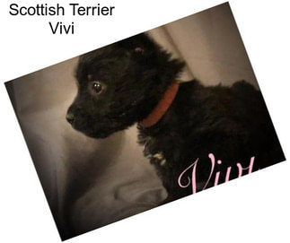 Scottish Terrier Vivi