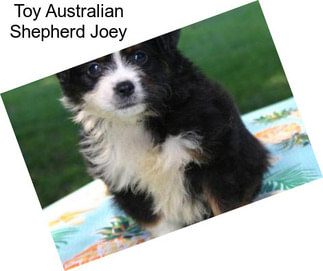 Toy Australian Shepherd Joey