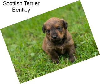 Scottish Terrier Bentley