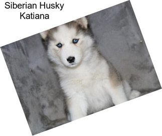 Siberian Husky Katiana