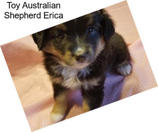 Toy Australian Shepherd Erica