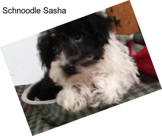 Schnoodle Sasha