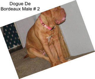 Dogue De Bordeaux Male # 2