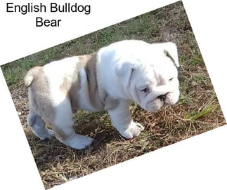 English Bulldog Bear