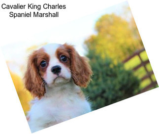 Cavalier King Charles Spaniel Marshall