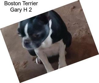 Boston Terrier Gary H 2