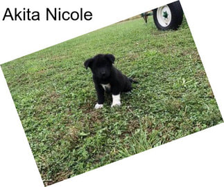 Akita Nicole