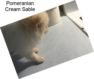 Pomeranian Cream Sable