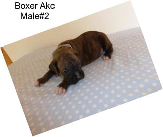 Boxer Akc Male#2