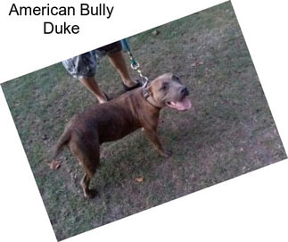 American Bully Duke