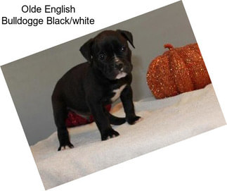 Olde English Bulldogge Black/white