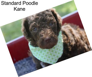 Standard Poodle Kane