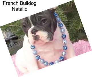 French Bulldog Natalie