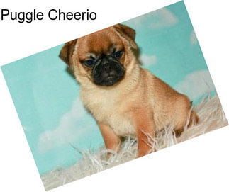 Puggle Cheerio