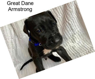 Great Dane Armstrong