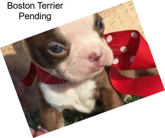 Boston Terrier Pending